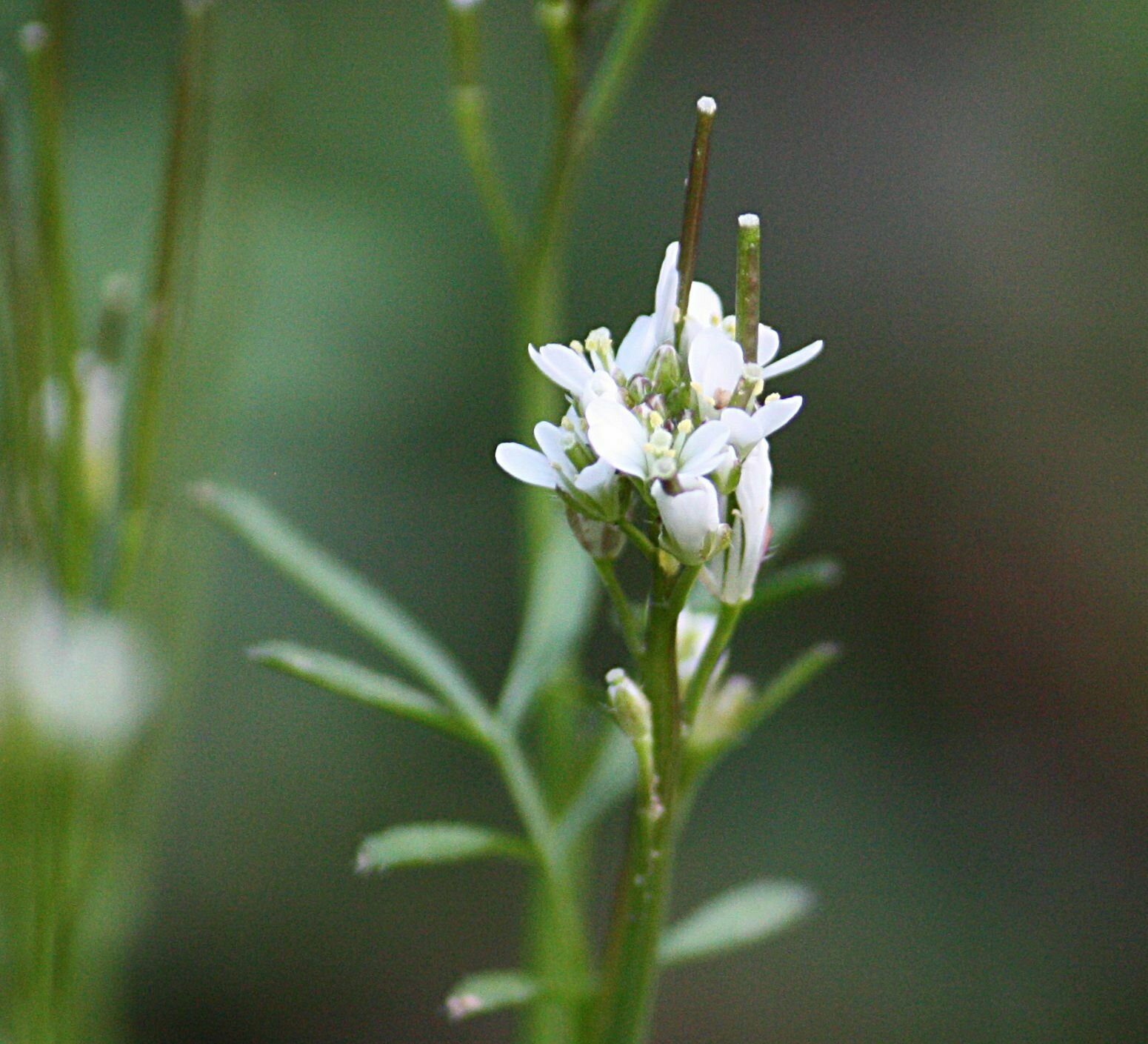 High Resolution Cardamine oligosperma Flower